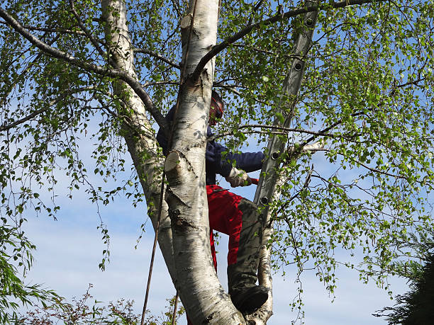 Best Hedge Trimming  in Cut Bank, MT