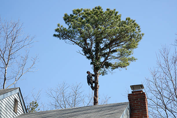 Best Residential Tree Removal  in Cut Bank, MT